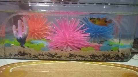 Betta Fish