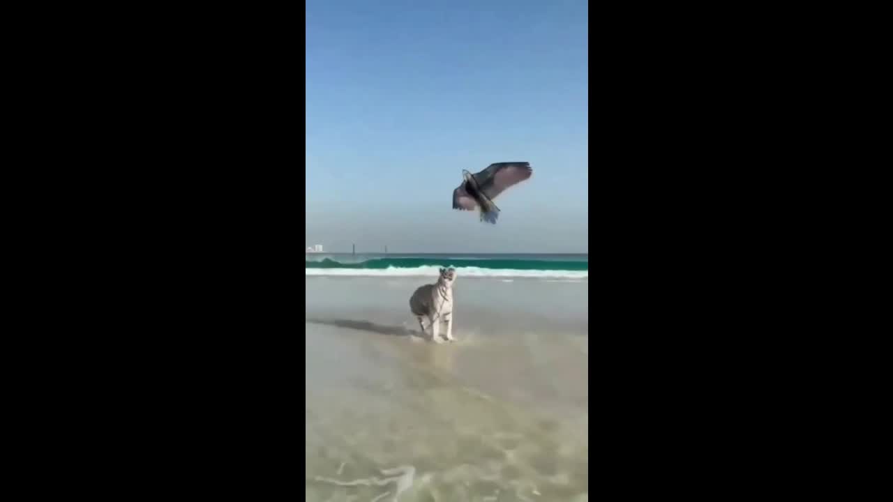 tiger try to hunt the bird