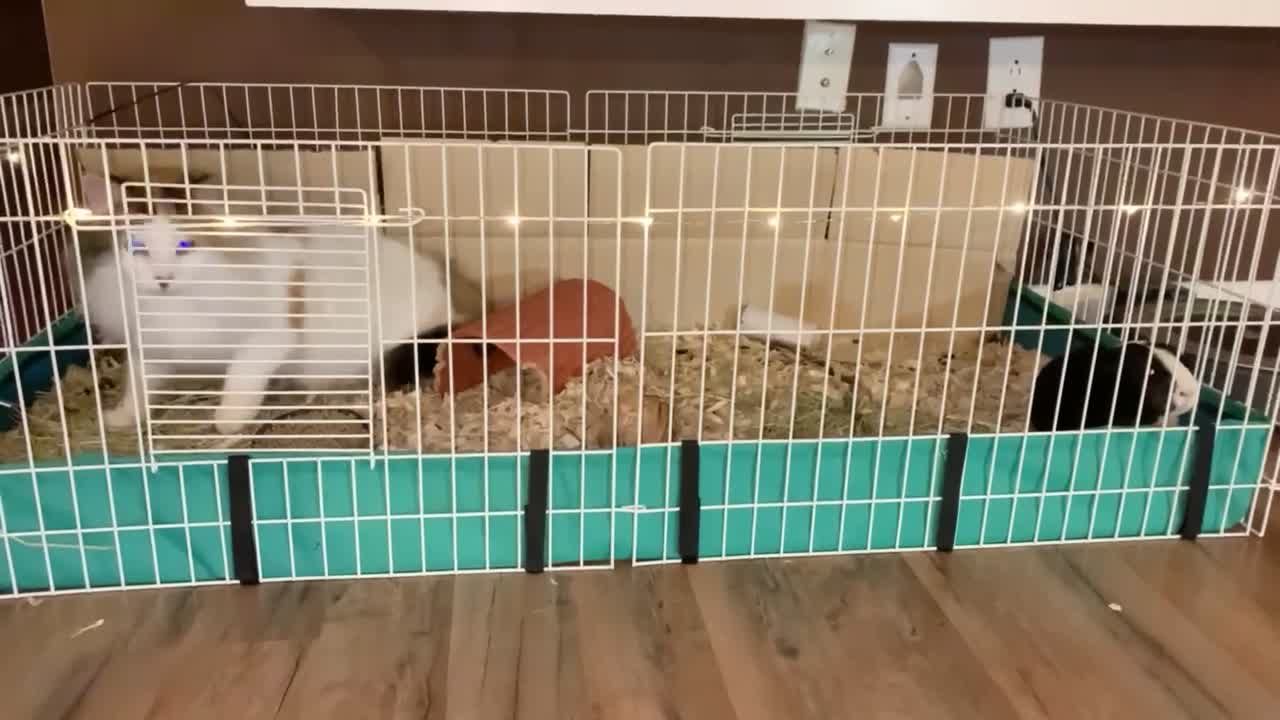 Cute cat and guinea pig