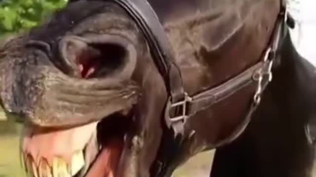 funny animals reels video || Funny horse reel