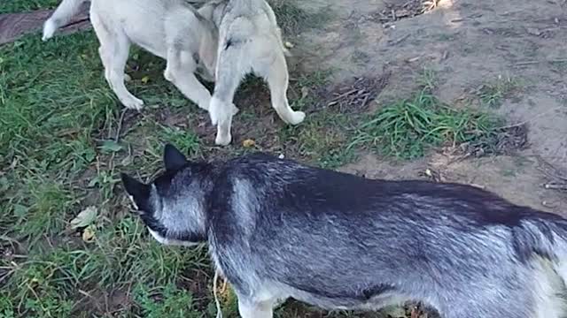 Brother on Brother, the battle of Husky