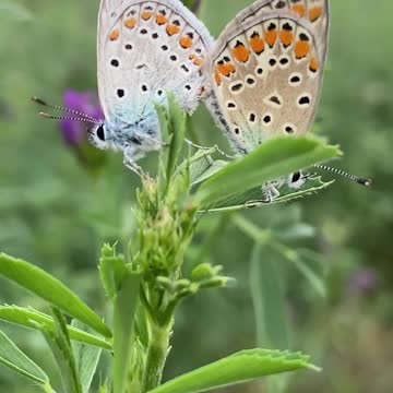 LOVEVBEAUTIFUL BUTTERFLY MOMENT !! AMAZING !!!