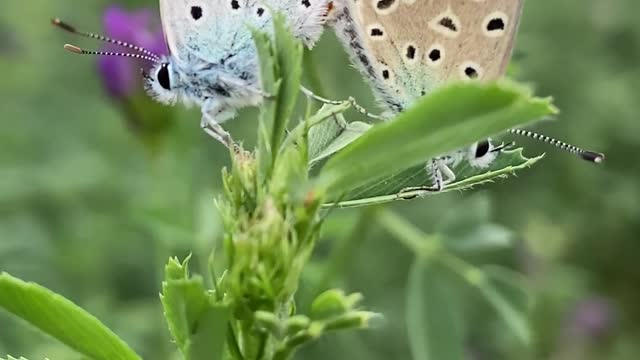 LOVEVBEAUTIFUL BUTTERFLY MOMENT !! AMAZING !!!