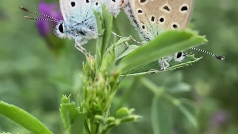 LOVEVBEAUTIFUL BUTTERFLY MOMENT !! AMAZING !!!