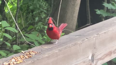 Male Cardinal quick grab and go