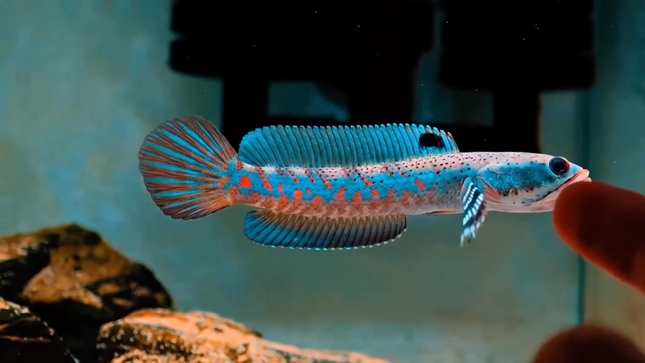 Fish channa blue pulcrha