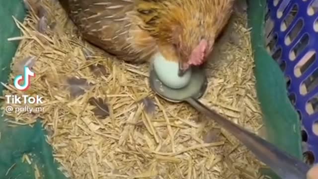 Getting eggs is not easy task