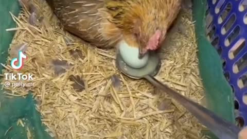 Getting eggs is not easy task