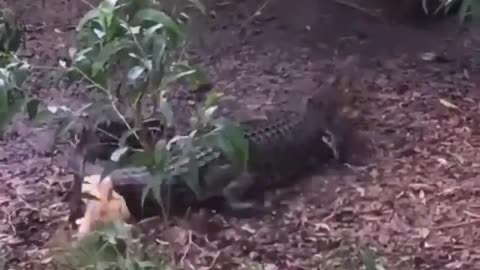 DOG PUTS ALLIGATOR TO RUN