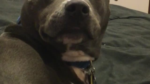 Sleeping pitbull blue collar stares at owner on bed