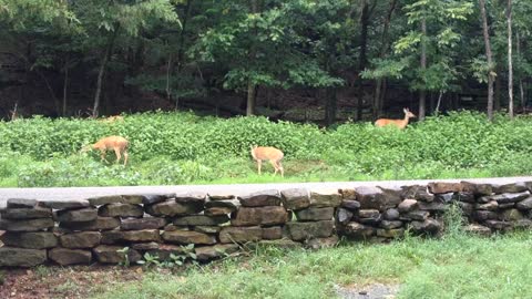 Camouflaged Deer Eating Peacefully