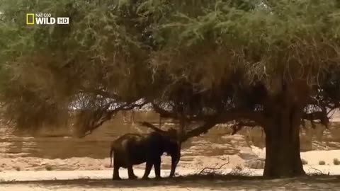 Secrets of the Desert Elephants - National Geographic Documentary