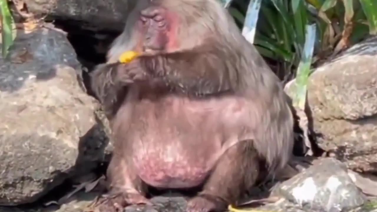 #animallover #baby # viral #viralvideos #cute #viralvideos #baby #viewer