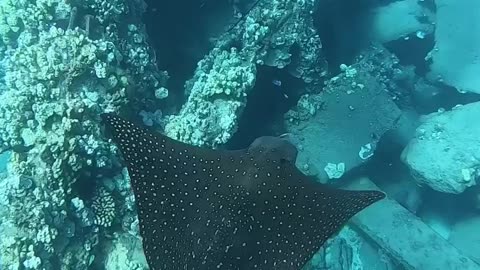 Wildlife
