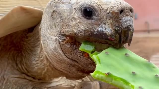 Nom nom nom 🐢✨💕 happy Thursday