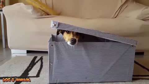 Smart funny dogs video compilation || Smart and Intelligent Dogs in the World