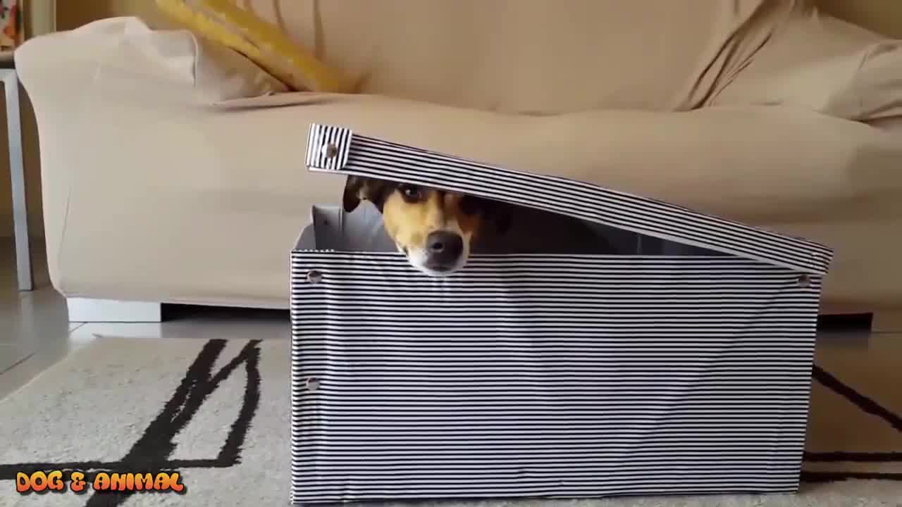 Smart funny dogs video compilation || Smart and Intelligent Dogs in the World