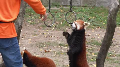 The red panda
