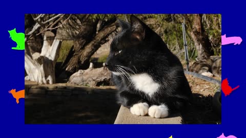 ONE MINUTE OF CATS 035