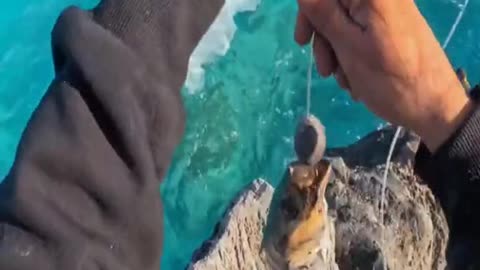 Survival Fishing