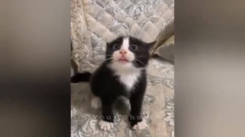 26 minutes of adorable cats and kittens videos to keep you smiling