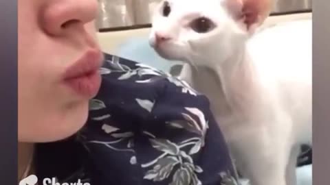 Funny dog & cat videos 🐈😺🐕🐶