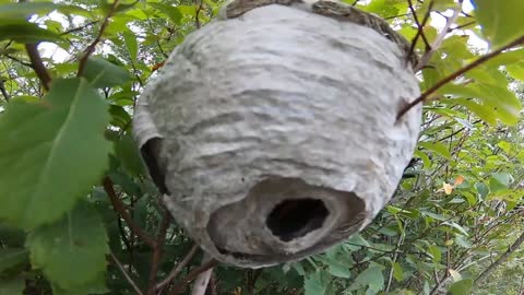 Beehive