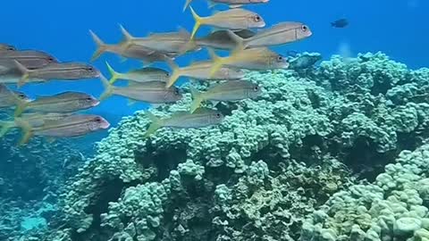 deepblues#blueplanet