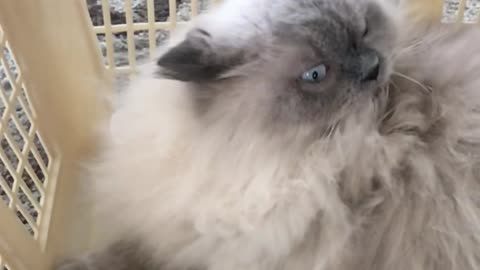 Cat Having a Hard Time