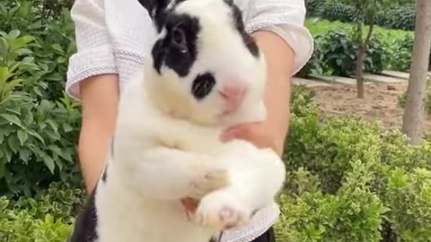 Adorable Giant Rabbit #shorts #rabbit #bunny