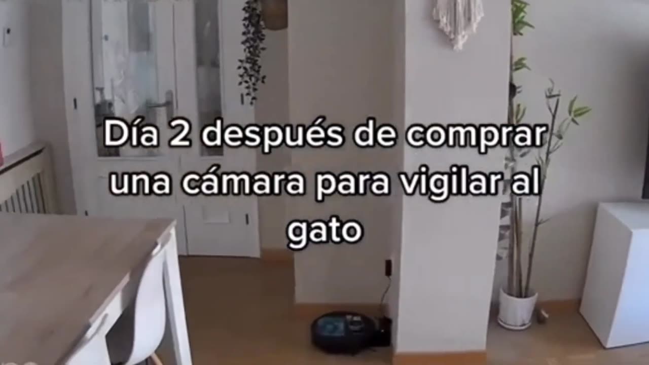 Try not to laugh 🤣😂😆 # #viral #laughs #haha