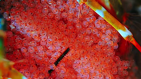 Peacock Mantis Shrimp Holds Eggs