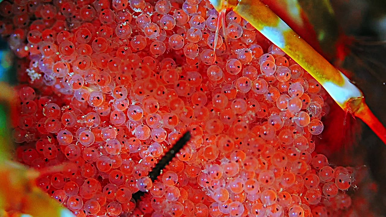 Peacock Mantis Shrimp Holds Eggs