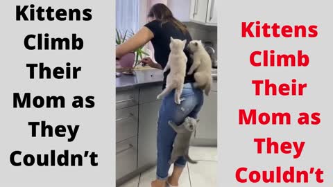 Kittens Climb Their Mom as They Couldn’t Wait for Food