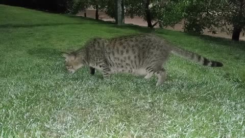 Homeless cat in Ras Al Khaimah, UAE: MICHAEL JACKSON #cat #cats #MichaelJackson #UAE #pets #pet #4u