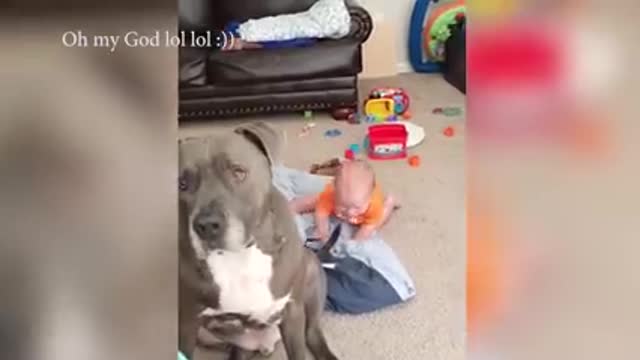 Cute Dogs and Babies are Best Friends - Dogs Babysitting Babies Video