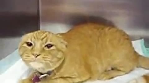Cat...Very angry!