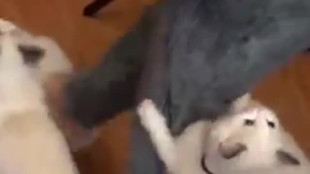Funny video cat dogs