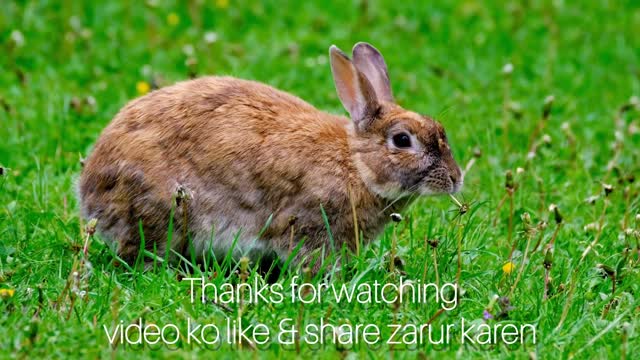 animals video discovery | animal video | animal video for kids | 2022