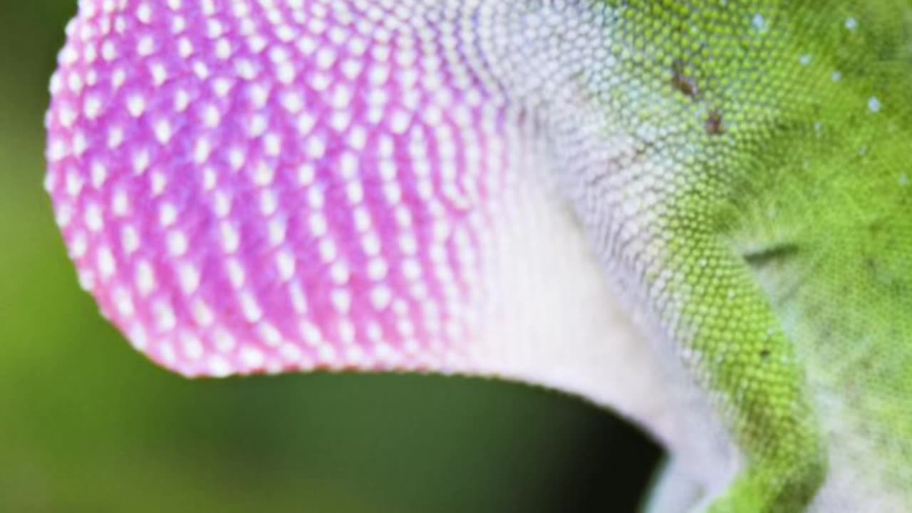 Would you get paid $75k to use a leaf blower on Lizards?