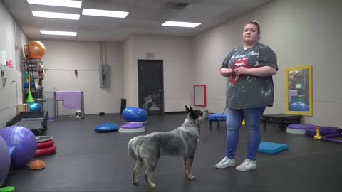 dog training