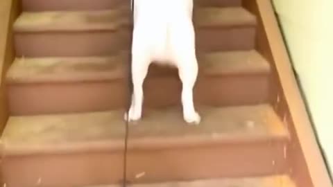 Funny Cat 🐈 videos 😂