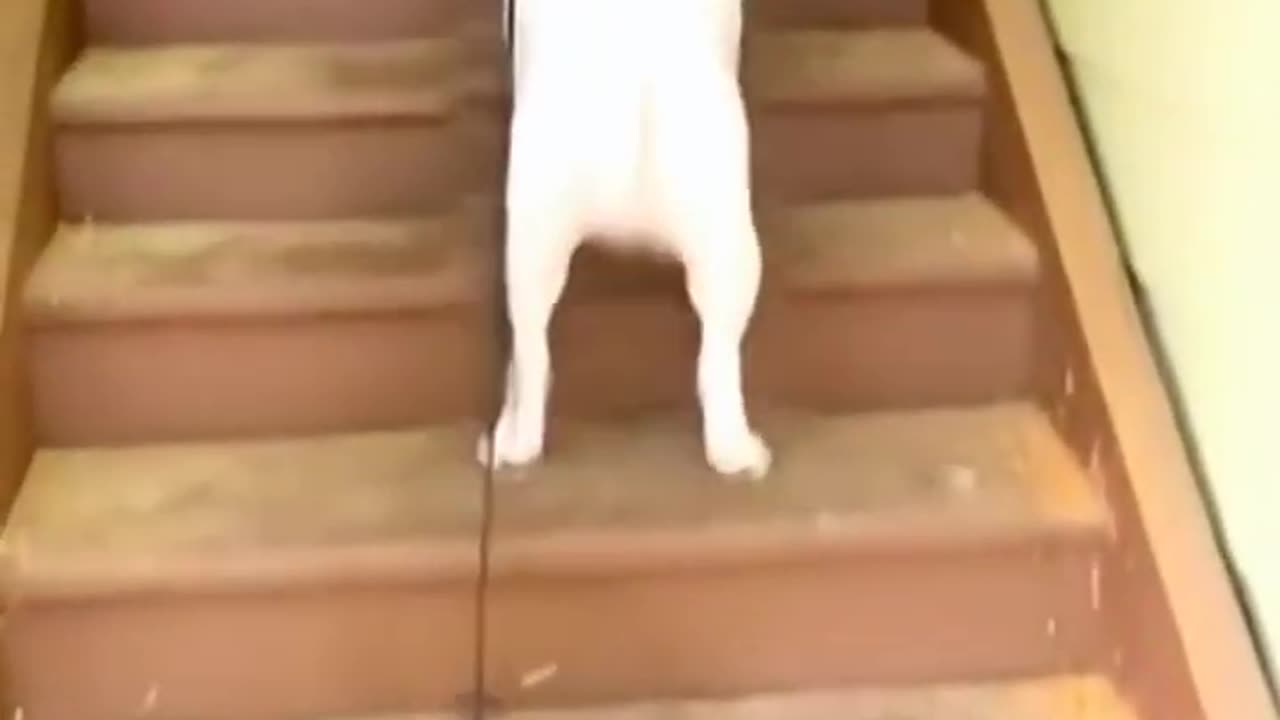 Funny Cat 🐈 videos 😂