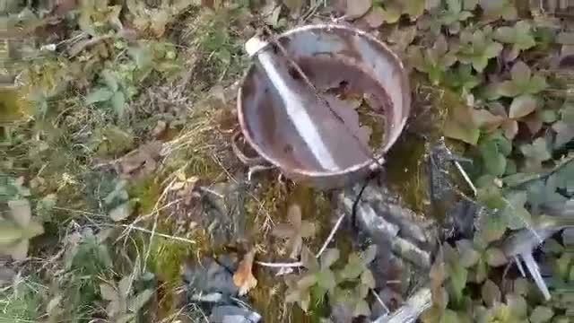 Never Know What You Might Find Exploring In The Woods..