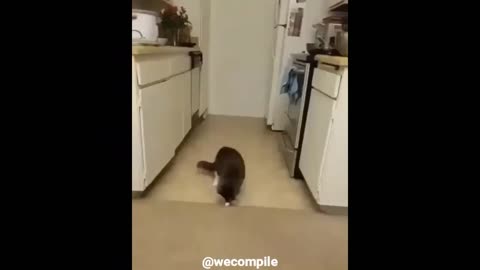 Funny Animals Doing Funny Things