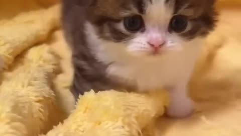 Cute and funny cat