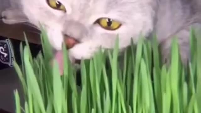 Grass for the cat