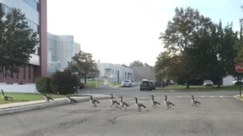 geese in a row