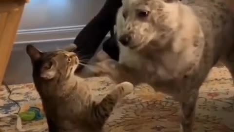 Ever seen a dog slap a cat? No? Then watch this, you'll die laughing! 😂🐶🐱