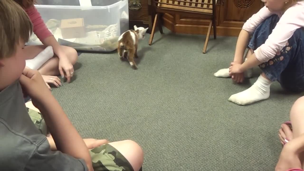 Children Enjoy Playtime With An Adorable Baby Goat